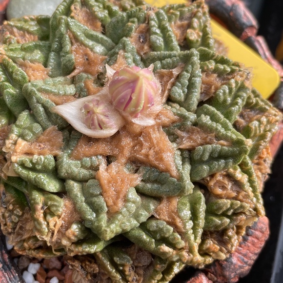 Joseph Grey - Poshmark Profile Picture of Joseph Grey (@ariocarpus) on Poshmark