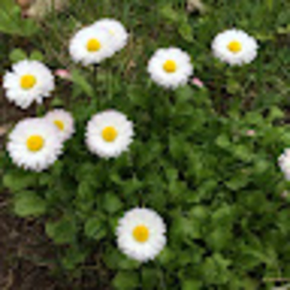 Profile Picture of Tony Costello (@cymbalsonly) on Poshmark