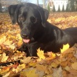 Profile Picture of William Strauser (@wstrauser) on Instagram