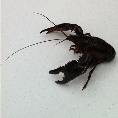 Profile Picture of Sandi Thomas (@sandipants13) on Twitter