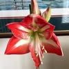 Profile Picture of showjonhsieh (@hibiscus440) on Tiktok