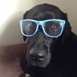 Profile Picture of Max Clements (@the_clements_dog) on Instagram