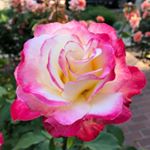 Profile Picture of Julia Yuen (@julia_yuen06) on Instagram