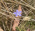 Profile Picture of Wahlenbergia gracilison Wikipedia