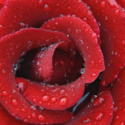 Profile Picture of Rupinder Bajwa (@rupinderbajwa9858) on Youtube