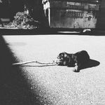 Profile Picture of Dexter Cross (@dexter_.the._dachshund) on Instagram