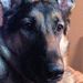 Profile Picture of Steve Krokowski (@slkrow) on Pinterest