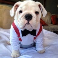 Profile Picture of Daniel Lisenby (@HoosaBULLdawg) on Twitter