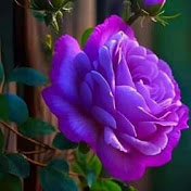 Profile Picture of Ashraf Alli (@AshrafAlli-ew9et) on Youtube