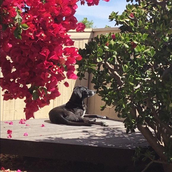 Profile Picture of John Felix (@tylerthekreyter) on Poshmark