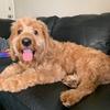 Profile Picture of Blake Gordon (@@benjigordondoodle) on Tiktok