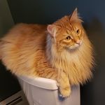 Profile Picture of Chewey and Ginger (@adventuresofcheweyandginger) on Instagram