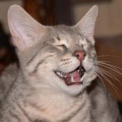 Profile Picture of Bob The Savannah (@SavannahCatBob) on Twitter