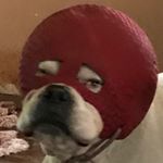 Profile Picture of Teddy Joe (@under_wood4528) on Instagram