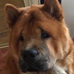Profile Picture of Alison Jennings (@frankiebear_the_chow) on Instagram