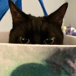 Kelley Murray - Instagram Profile Picture of Kelley Murray (@kittykt001) on Instagram