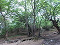 Profile Picture of Tabasaransky Districton Wikipedia