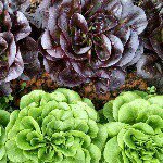 Profile Picture of Matthew Coffay (@secondspringmarketgarden) on Instagram