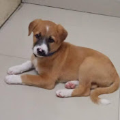 Profile Picture of Anuradha Shetty (@anuradhashetty8816) on Youtube