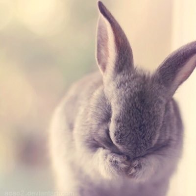 Profile Picture of Nancy (@jo1_rabbit_kmt) on Twitter