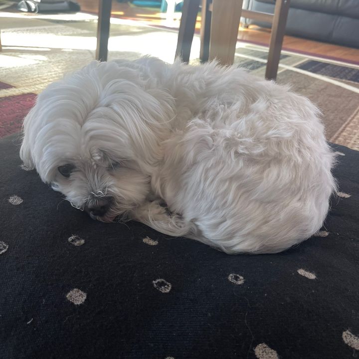 Profile Picture of ThomasChao2022 (@thomaszhao2022) on Tiktok