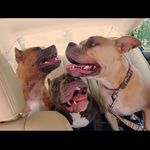 Profile Picture of Anthony Rocchio (@anthony.rocchio.3) on Instagram