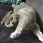 Profile Picture of Otis (@otis_scottishfoldblue) on Instagram