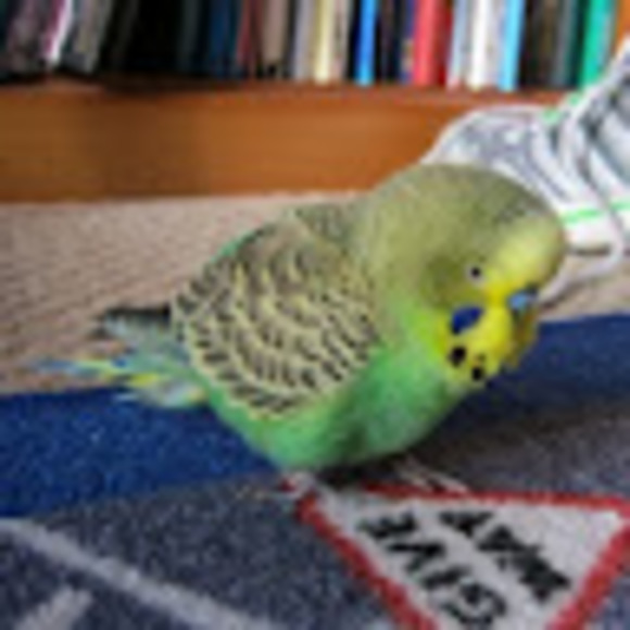 Profile Picture of Alexander King (@xandaking) on Poshmark