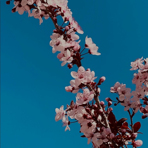 Profile Picture of Christopher Portillo (@cport173) on Poshmark