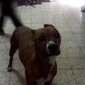 Profile Picture of Aisha Alvarado Alegria (@aishaalvaradoalegria9867) on Youtube