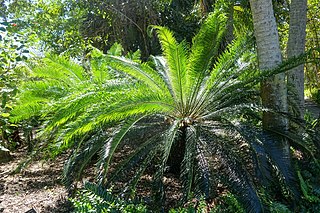 Profile Picture of Cycas taitungensison Wikipedia