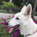 Profile Picture of Sarah Sarantakos 🐺 (@sarahsarantakos) on Instagram