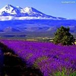 Profile Picture of Anna Chodorowska (@chodorowskaanna) on Instagram