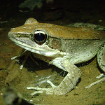 Profile Picture of Adam Searcy (@serpophaga) on Flickr