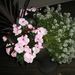 Profile Picture of Lorraine MacKinnon (@blueberrysink) on Pinterest