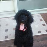 Profile Picture of William The Dog (@willy_popper_the_doge) on Instagram