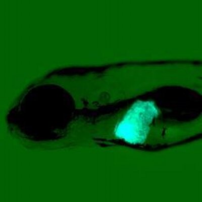 Dan Gorelick - Twitter Profile Picture of Dan Gorelick (@gorelicklab) on Twitter