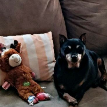 Profile Picture of Taryn Sharp (@minpinchannel330) on Tiktok