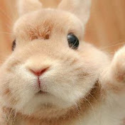 Profile Picture of Urcho Ameno (@urchoameno4996) on Youtube