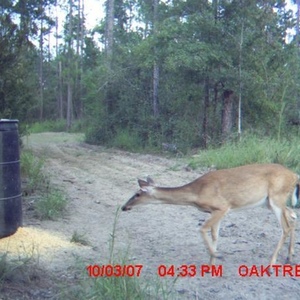 Profile Picture of Shrell Yarbrough (@red_rocks_alot) on Myspace