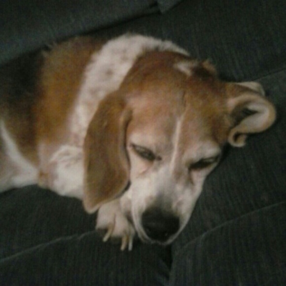 Profile Picture of Leah Parrish (@leahparrish) on Poshmark