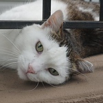 Profile Picture of Alex Shields (@alexshields_tarrytown) on Flickr