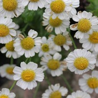 Profile Picture of Alice Hoang (@alice-hoang-5) on Quora