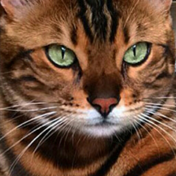 Profile Picture of Jen Molenda (@jmole) on Poshmark