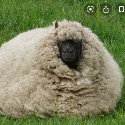 Profile Picture of Joshua Bevis (@JoshuaBevis4) on Twitter