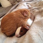 Profile Picture of Thomas & Randall (@theguineapigbrothers) on Instagram