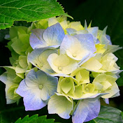 Profile Picture of Nova Hubbard (@novahubbard1797) on Youtube