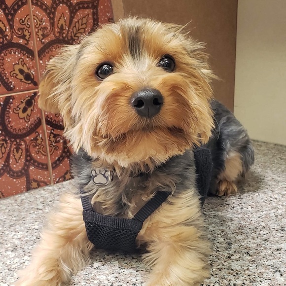 Profile Picture of Yee jin Jung (@yeejin_06) on Poshmark