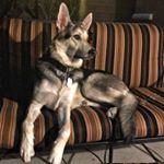 Profile Picture of Forrest Gibson (@mydogforrest) on Instagram