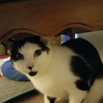 Profile Picture of Doug Vaughn (@doug._.pug) on Instagram